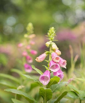 Pink Foxglove with green background and bokeh