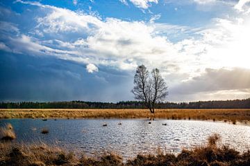 That tree van Johan Mooibroek