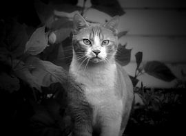 Ayko by Maickel Dedeken