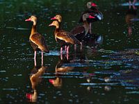 Black-bellied tufted ducks on Bonaire in the setting sunlight
