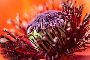 Papaver van Rob Boon