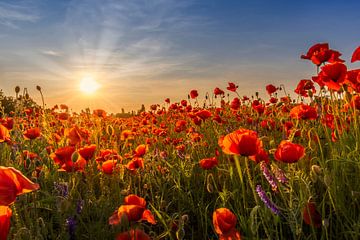 Coucher de soleil avec de magnifiques coquelicots sur Melanie Viola