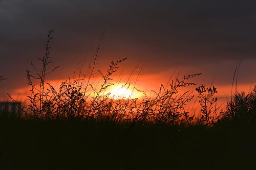 Zonsondergang met planten