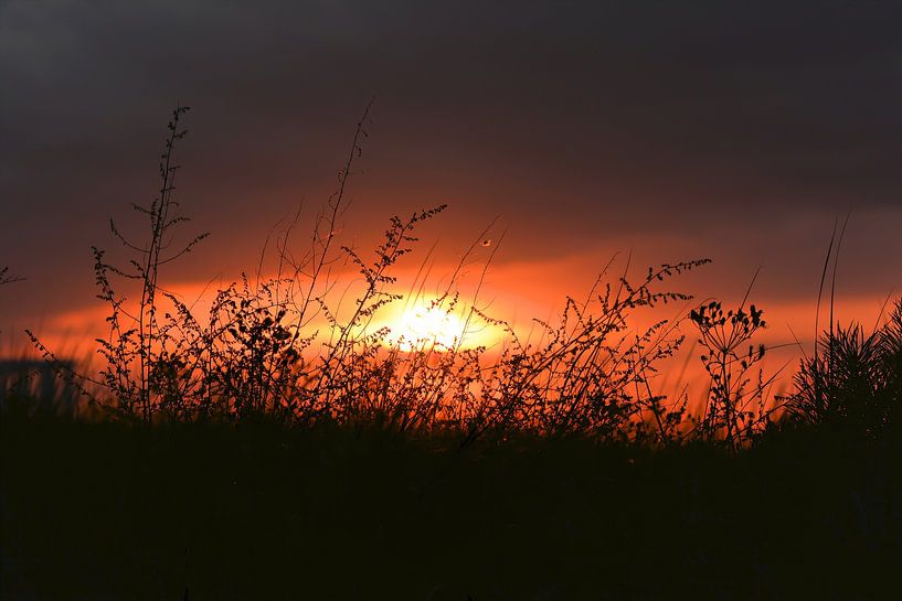 Sunset with plants by Heiko Kueverling