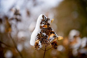 Snow on a dead flower by Annemarie Goudswaard