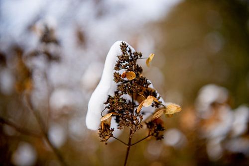 Sneeuw op uitgebloeide bloem