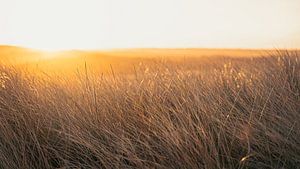 Lever de soleil au-dessus des dunes