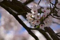 Fleurir