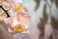 Phalaenopsis blanc