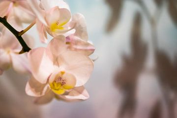 Phalaenopsis blanc sur Annick Woldring