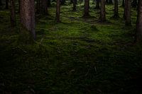 persistants