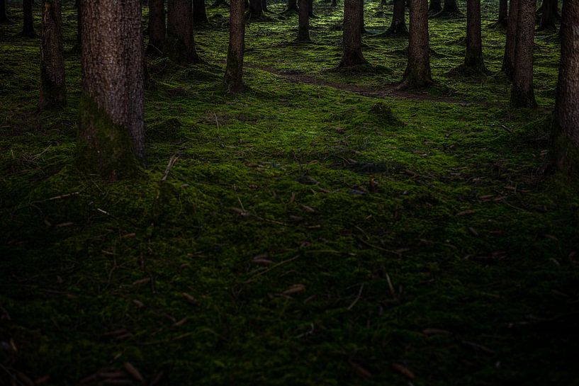 evergreen by Matthias Ettinger