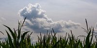 Limburgse wolken 1