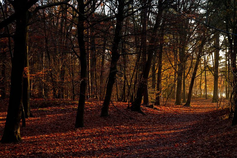 Mastbos in herfstkleuren par Ronald Bruijniks