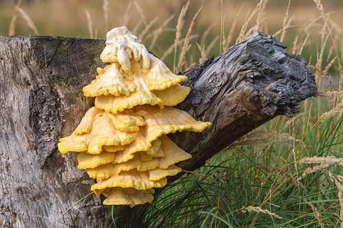 Gele paddenstoel genaamd zwavelzwam en is eetbaar