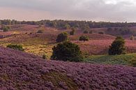 Violett blühende Heide erstreckt sich über eine scheinbar endlose Hügellandschaft, Spätsommer in der von wunderbare Erde Miniaturansicht