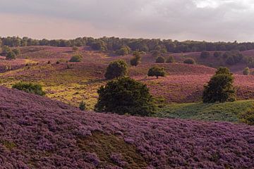Endless hills full with purple blooming heather, summertime in National Park Veluwe, Netherlands.