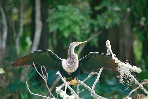 Een vrouwtje van de slangenhalsvogel