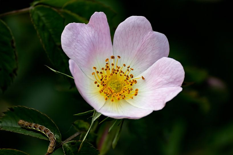 Hundsrose von Henk bohmers