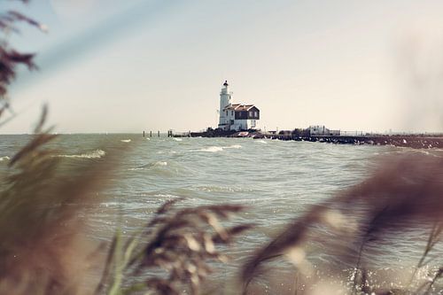 Paard van Marken op het eiland Marken, Nederland
