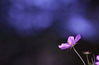 Purple light van Ilona Flokstra thumbnail