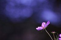 Purple light
