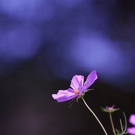 Purple light van Ilona Flokstra