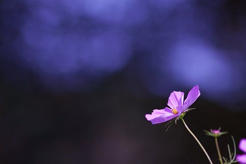 Purple light by Ilona Flokstra