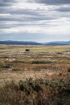 Refuge isolé dans la toundra de Rondane, en Norvège