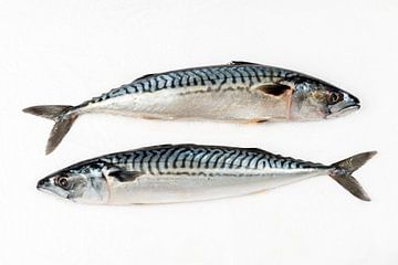 mackerel fish raw fish by MadebyGreet