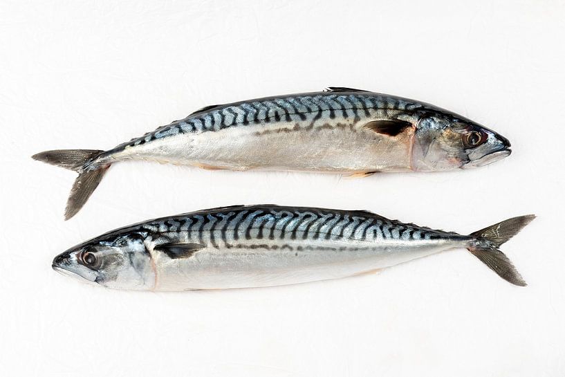 Makrele Fisch roher Fisch von MadebyGreet
