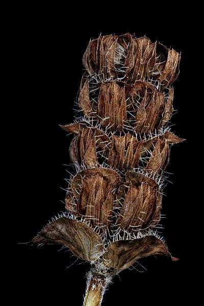 Beauté recyclée - Brune ordinaire - Prunella vulgaris - par Christophe Fruyt
