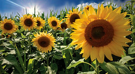 Sunflowers against a blue sky by Anette Schnoor