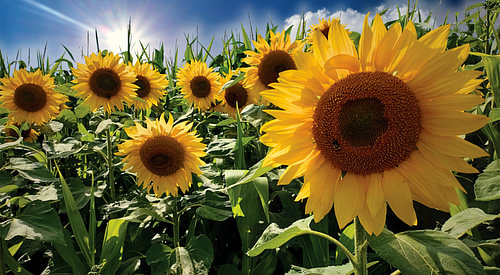 Sunflowers against a blue sky