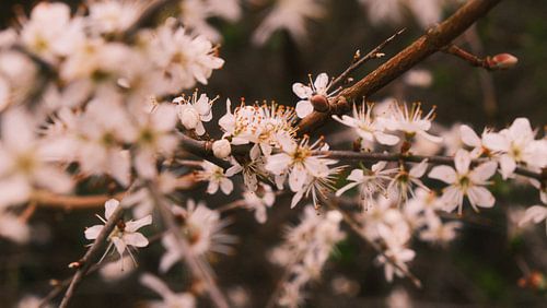 Blüte