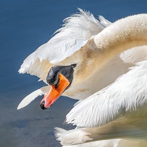 Schwan unter seinen eigenen Flügeln