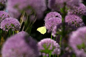 Schmetterling in Lila (Zitronenfalter) von Esther Wagensveld