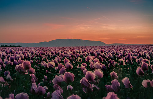 Champ de graines de sésame au coucher du soleil