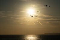 Coucher de soleil avec des oiseaux