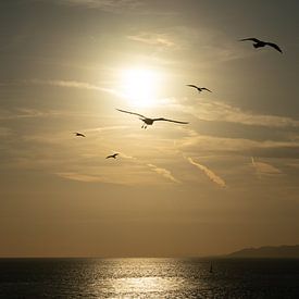 Sunset with Birds by shot.by alexander
