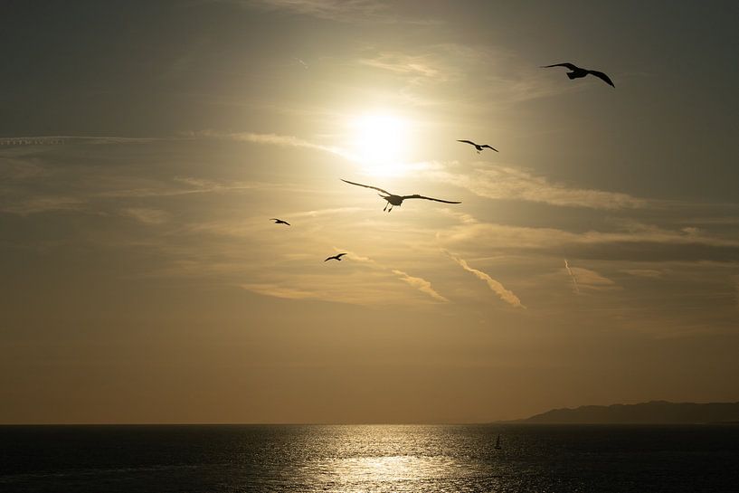 Coucher de soleil avec des oiseaux par shot.by alexander