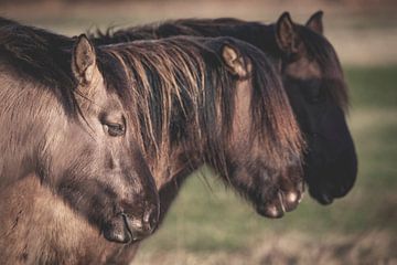 Drie paarden op rij van Sander van Driel