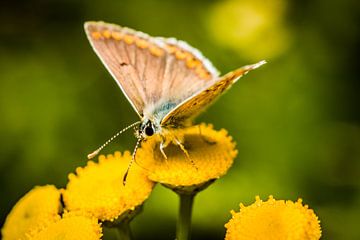 vlinder op gele bloem van Frank Ketelaar