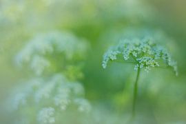 Flötenkraut, niederländische Seite an Wegrändern 1 von Jaap Tanis