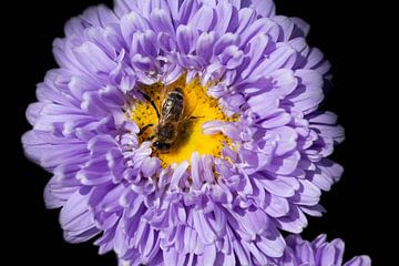 Bij in dahlia van Ulrike Leone