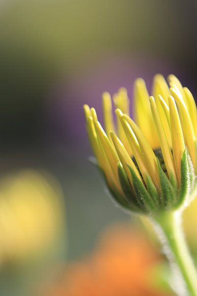 little beauty by Augenblicke im Bild