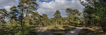 Bospaden in de lente zon. van Marcel Pietersen