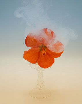 glazen vaasje met dromerige rode hibiscus bloem . van Saskia Dingemans Awarded Photographer