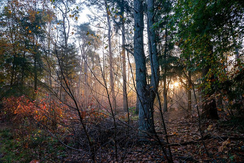 Nebliger Wald bei Sonnenaufgang im Herbst, Zeist, Utrechtse Heuvelrug, Herbst von John Ozguc