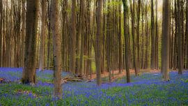 De lente kleuren in het bos van Lex Schulte